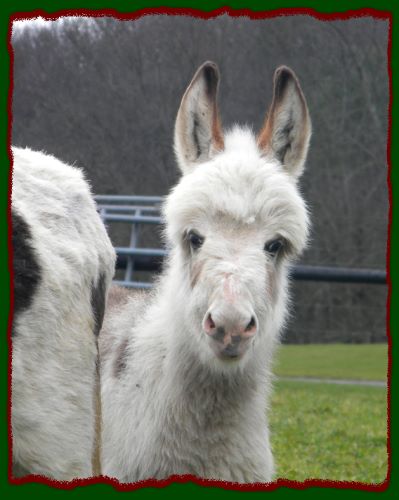 Shorecrests Piper, Spotted Miniature Donkey For Sale