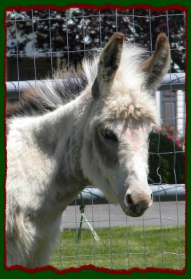 Shorecrests Piper