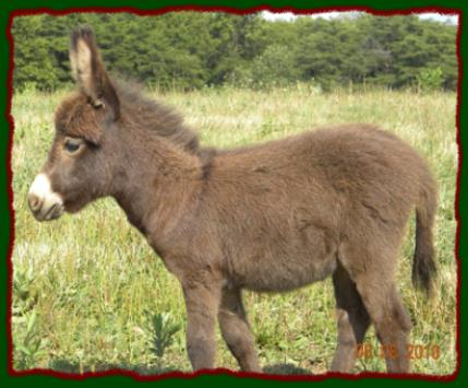 Shorecrests Tabatha, miniature donkey jennet for sale