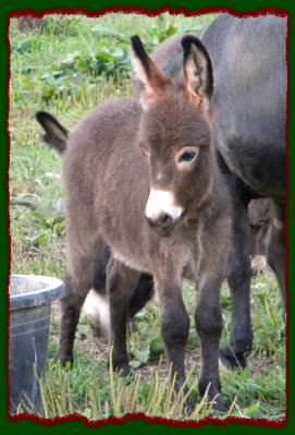 Shorecrests Tammie, miniature donkey jennet for sale