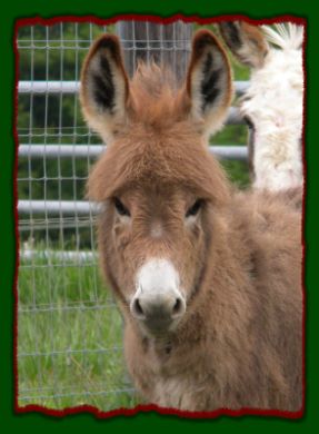 Shorecrests Sadie, red miniature donkey jennet for sale