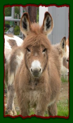 Shorecrests Sadie, red miniature donkey jennet for sale