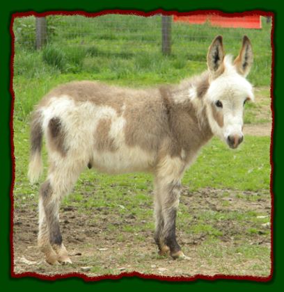 Shorecrests Samuel, spotted miniature donkey jack for sale