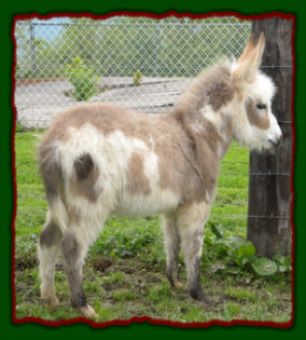 Shorecrests Samuel, spotted miniature donkey jack for sale