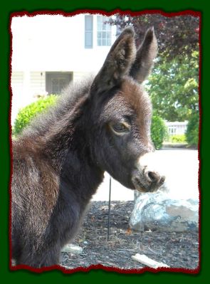 Shorecrests Shawna, miniature donkey for sale