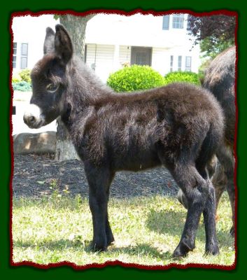 Shorecrests Shawna, miniature donkey for sale