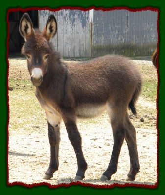 Shorecrests Sylvia, miniature donkey for sale