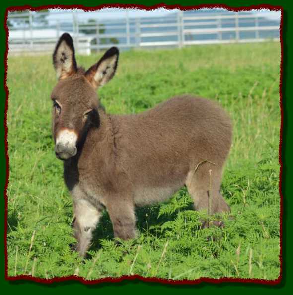 Shorecrests LeeRoy, miniature donkey for sale