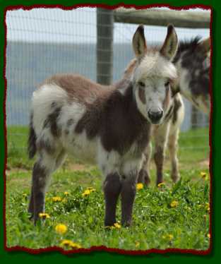Miniature donkey for sale