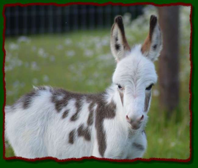 Shorecrests Levi, spotted miniature donkey for sale at Shorecrest Farms