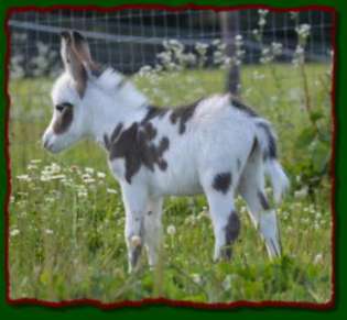 Shorecrests Levi, spotted miniature donkey for sale at Shorecrest Farms