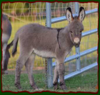 Shorecrests Lyndsie, miniature donkey for sale