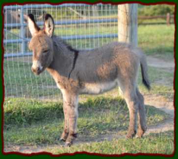 Shorecrests Lyndsie, miniature donkey for salev
