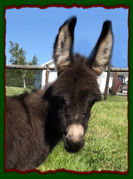 Shorecrests Elizabeth, miniature donkey foal for sale.