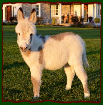 Shorecrests Elliot, spotted miniature donkey for sale.
