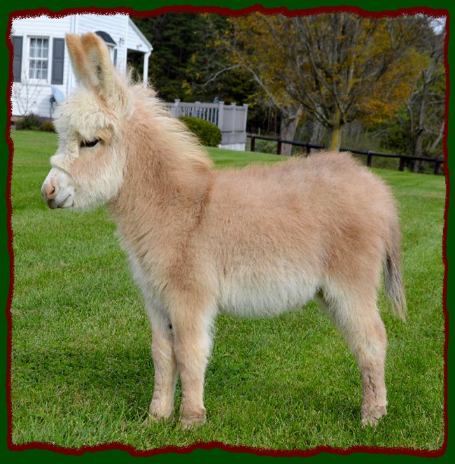 Shorecrests Elroy, red and white spotted miniature donkey for sale.