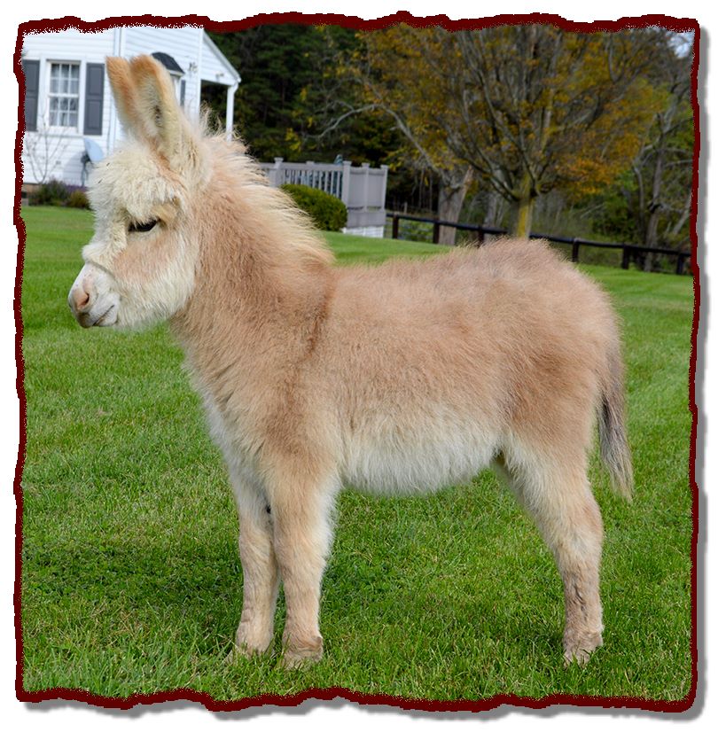 Miniature Donkeys For Sale 