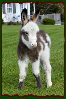 Shorecrests Elton, spotted miniature donkey for sale.