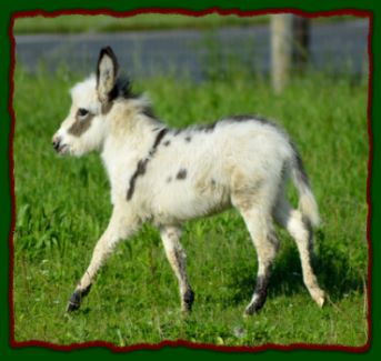 Shorecrests Elvira, miniature donkey for sale