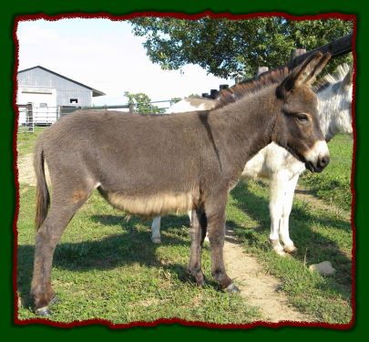 Shorecrests Tabatha, miniature donkey jennet for sale