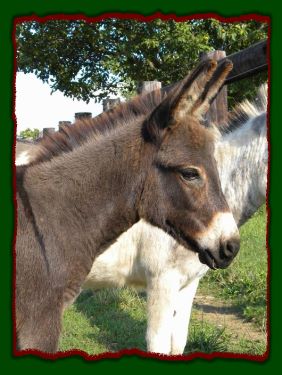 Shorecrests Tabatha, miniature donkey jennet for sale