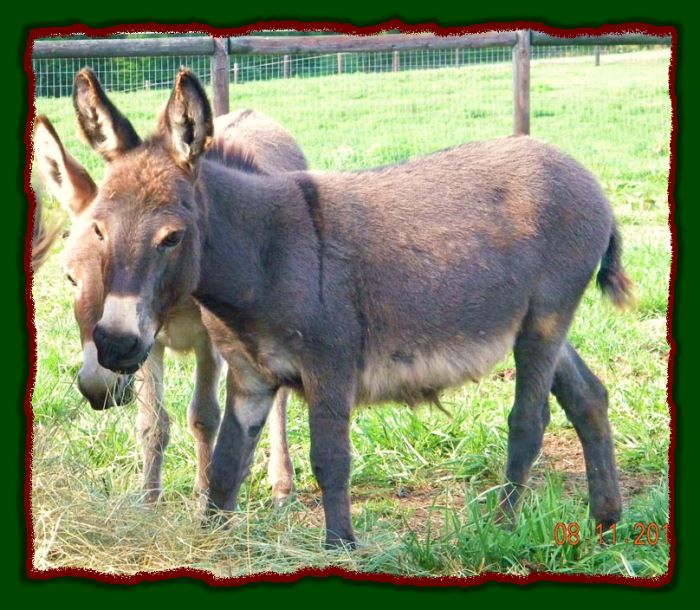 Shorecrests Tabatha, miniature donkey jennet for sale