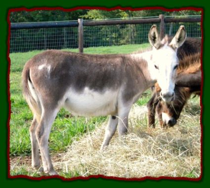 Shorecrests Tinsel