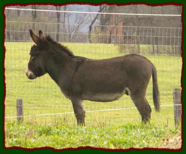 Shorecrests Ivan, miniature donkey herdsire at Shorecrests Farm