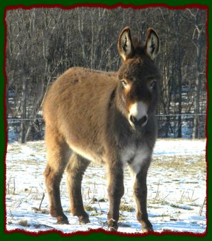 Miniature donkey for sale