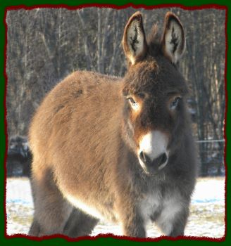 Miniature donkey for sale