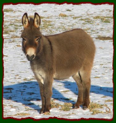Miniature donkey for sale