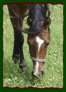 Click photo to enlarge image of horse for sale