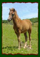 Grey Welsh Shetland Pony Filly For Sale (7881 bytes)