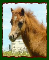 Grey Welsh Shetland Pony Filly For Sale (8257 bytes)