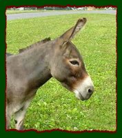 Miniature Donkey Brood Jennet, Pheasant Meadow Farm's Barbara (11,924 bytes)