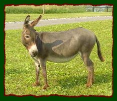 Miniature Donkey Brood Jennet, Pheasant Meadow Farm's Barbara (16,005 bytes)