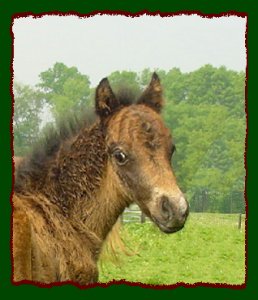 Beauty's Unnamed 2004 colt