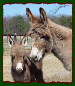 Jetta and her jennet foal, Cherry Blossom