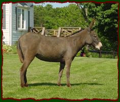 Miniature Donkey Brood Jennet, Lynne Dean Farm Corydalis (15,330 bytes)