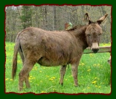 Miniature Donkey, Diascia (11,187 bytes)