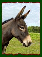Miniature Donkey for sale, Diascia (8548 bytes)