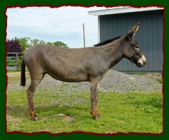 Miniature Donkey, Diascia (13,788 bytes)
