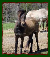 Elliot, Grey Welsh/Shetland Pony for sale (10,942 bytes)
