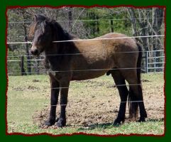 Elliot, Grey Welsh/Shetland Pony for sale (14,425 bytes)