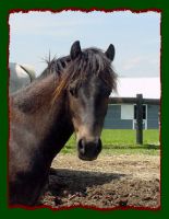 Elliot, Grey Welsh/Shetland Pony for sale (7720 bytes)