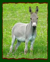 Miniature Donkey Brood Jennet, Hickory Hills Jessica (11,222 bytes)