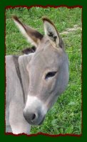 Miniature Donkey Brood Jennet, Hickory Hills Jessica (8025 bytes)