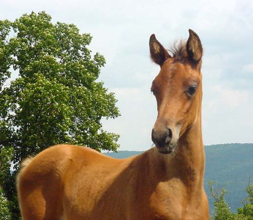 HiJinx, Arabian Colt for sale