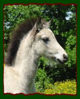 Welsh Shetland Pony Colt For Sale (10,163 bytes)