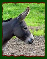 Miniature Donkey Brood Jennet, LDF Lucinda Marie (8879 bytes)